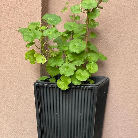 & Zaad Free Private Parking モスタル